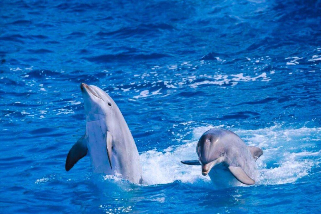 giftun island hurghada